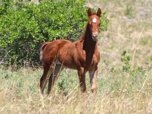 cats okalena colt