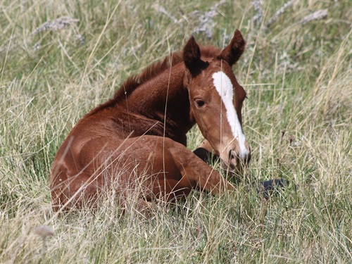 colt