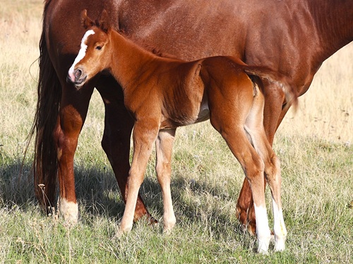 filly