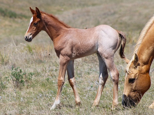 colt