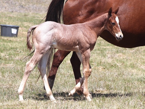 colt