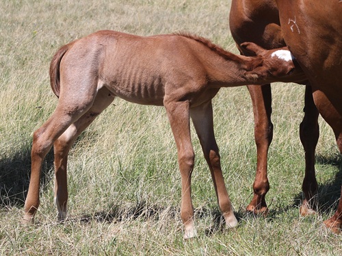 filly